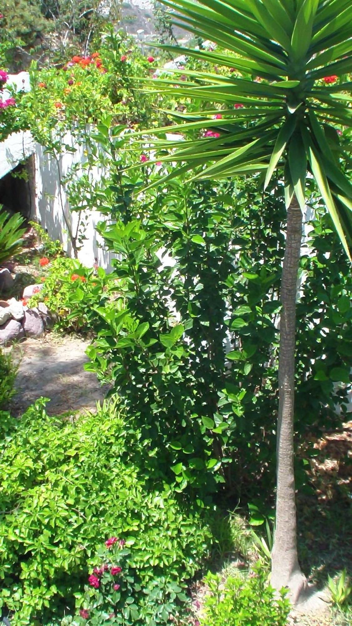 קפלוס Creta Vassakis Studios מראה חיצוני תמונה